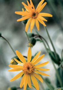 Arnica Montana: Natural Magic Image